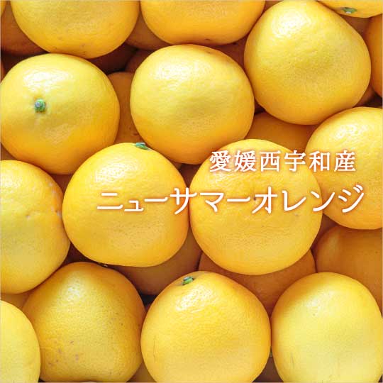 ニューサマーオレンジ