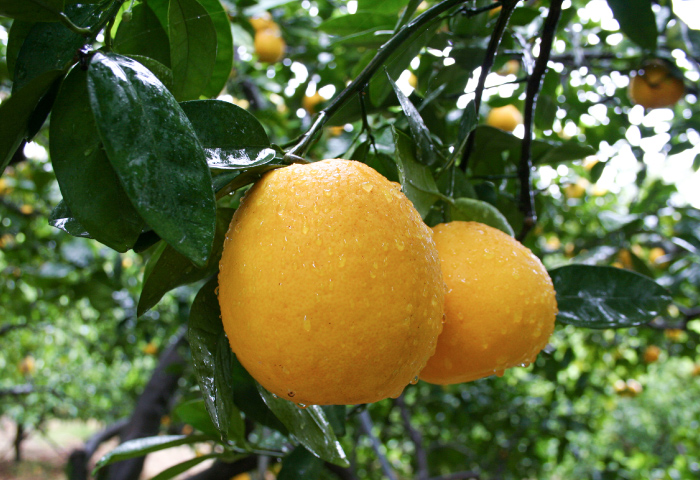 ナダオレンジやジューシー柑など初夏の人気柑橘・河内晩柑が出荷開始！