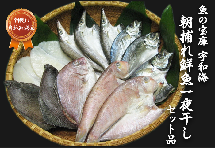 宇和海産鮮魚の一夜干し6枚セット「真鯛・カマス・釣アジ・スミイカ」