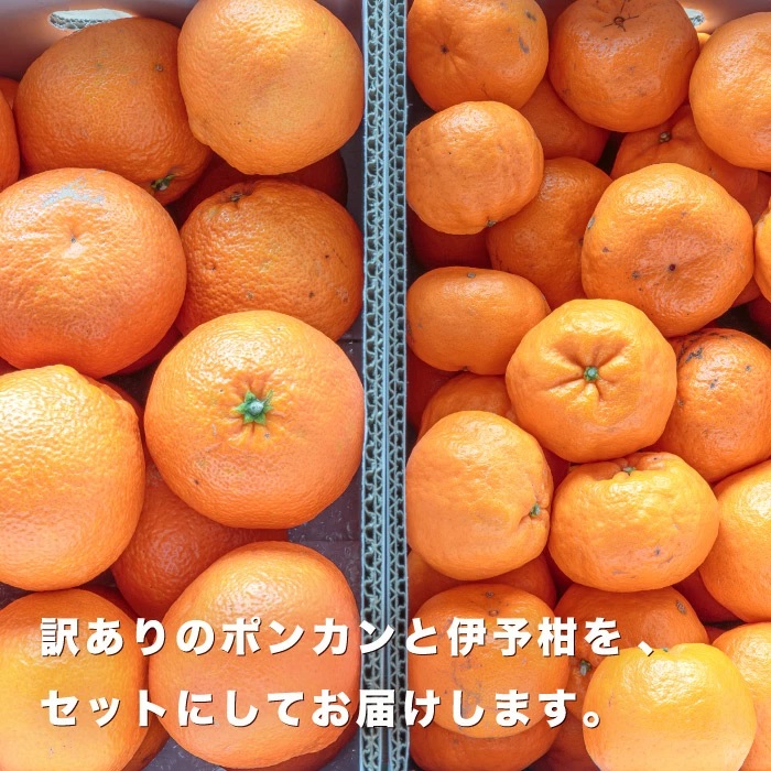 愛媛西宇和産いよかんイメージ