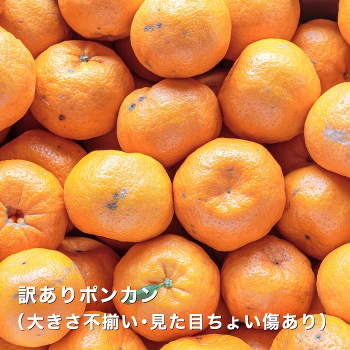 伊予柑の口コミ