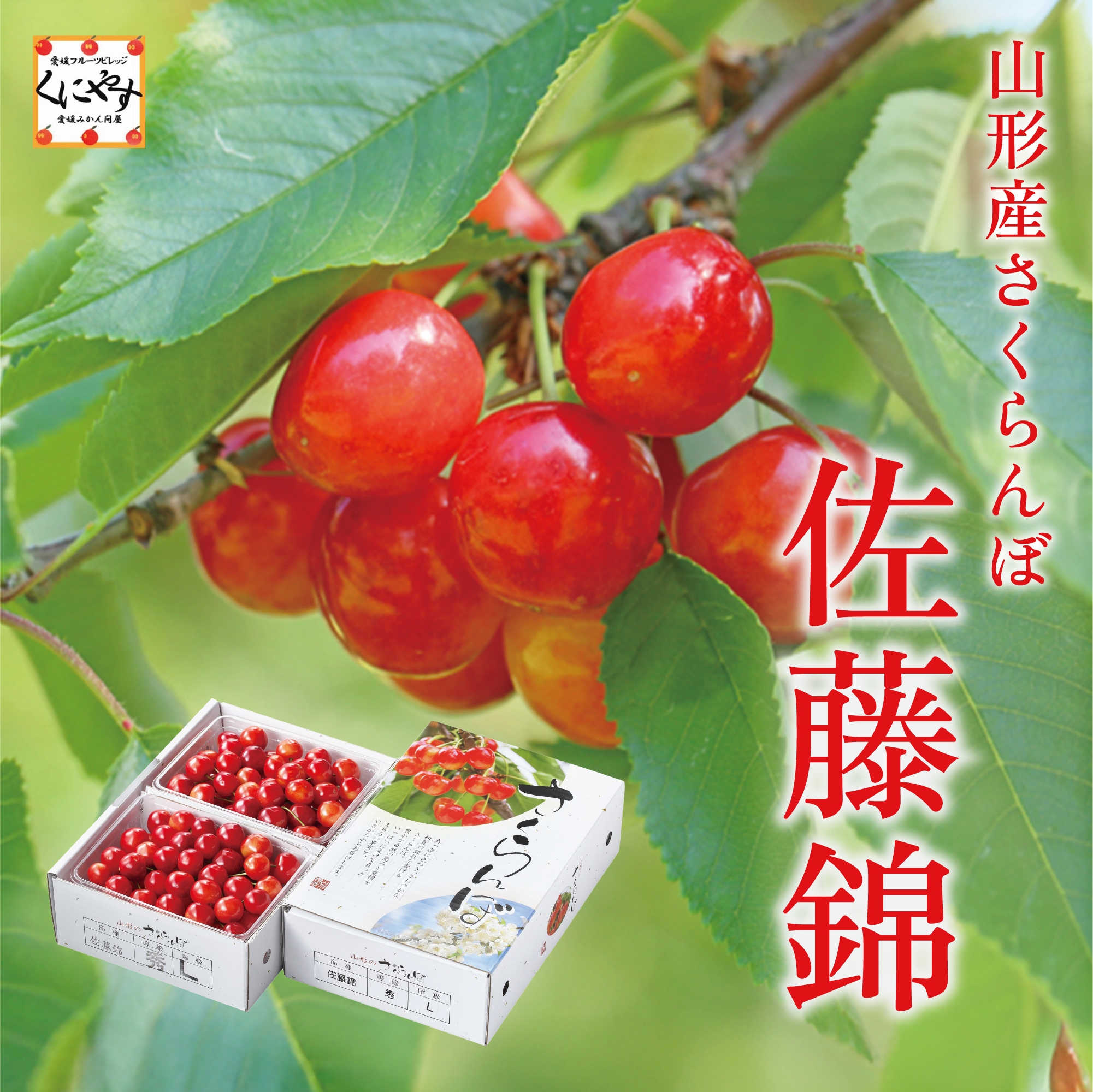東大赤本(生物なし)　さたけさん専用 東大赤本(生物なし) さたけさん専用 検索結果一覧｜「赤本」の教学社
