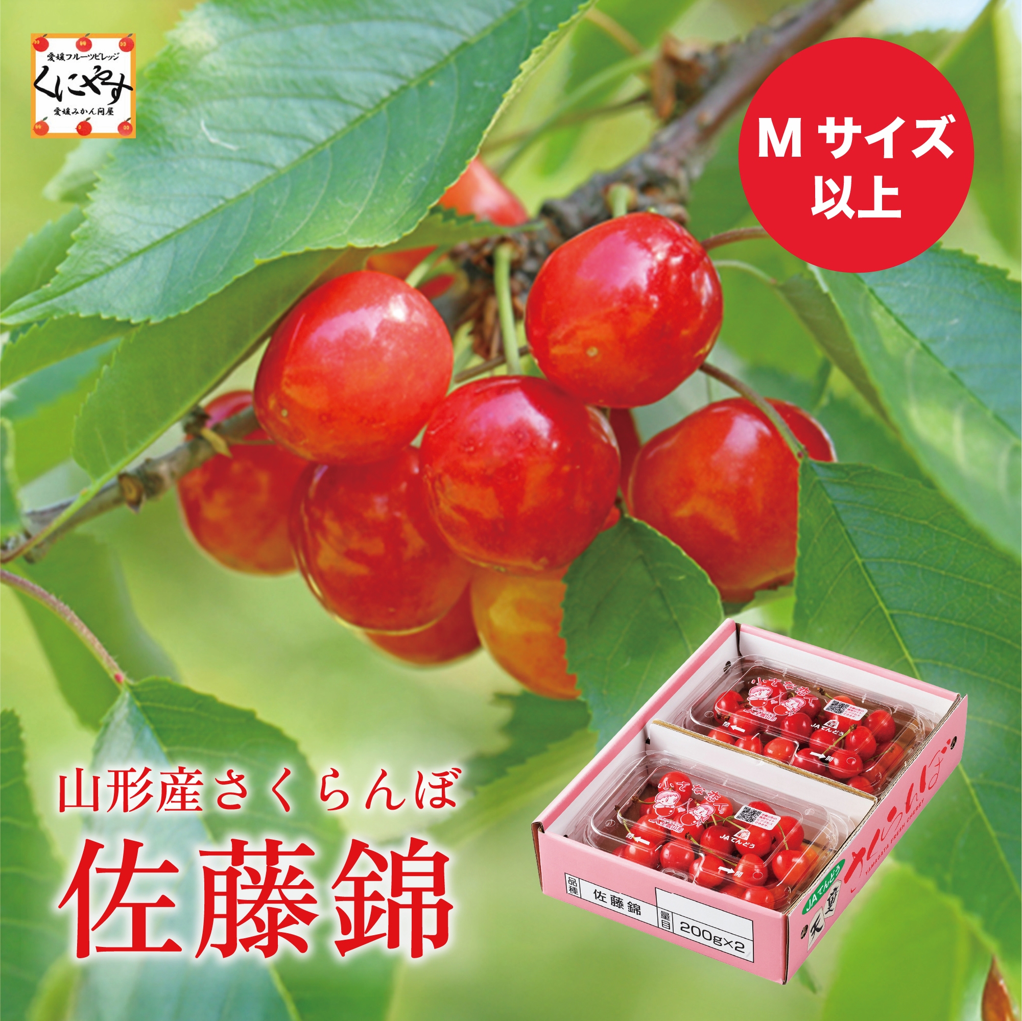 佐藤樣专用Mサイズ Amazon.co.jp: 竹城青果 山形県産 露地 さくらんぼ 佐藤錦or紅