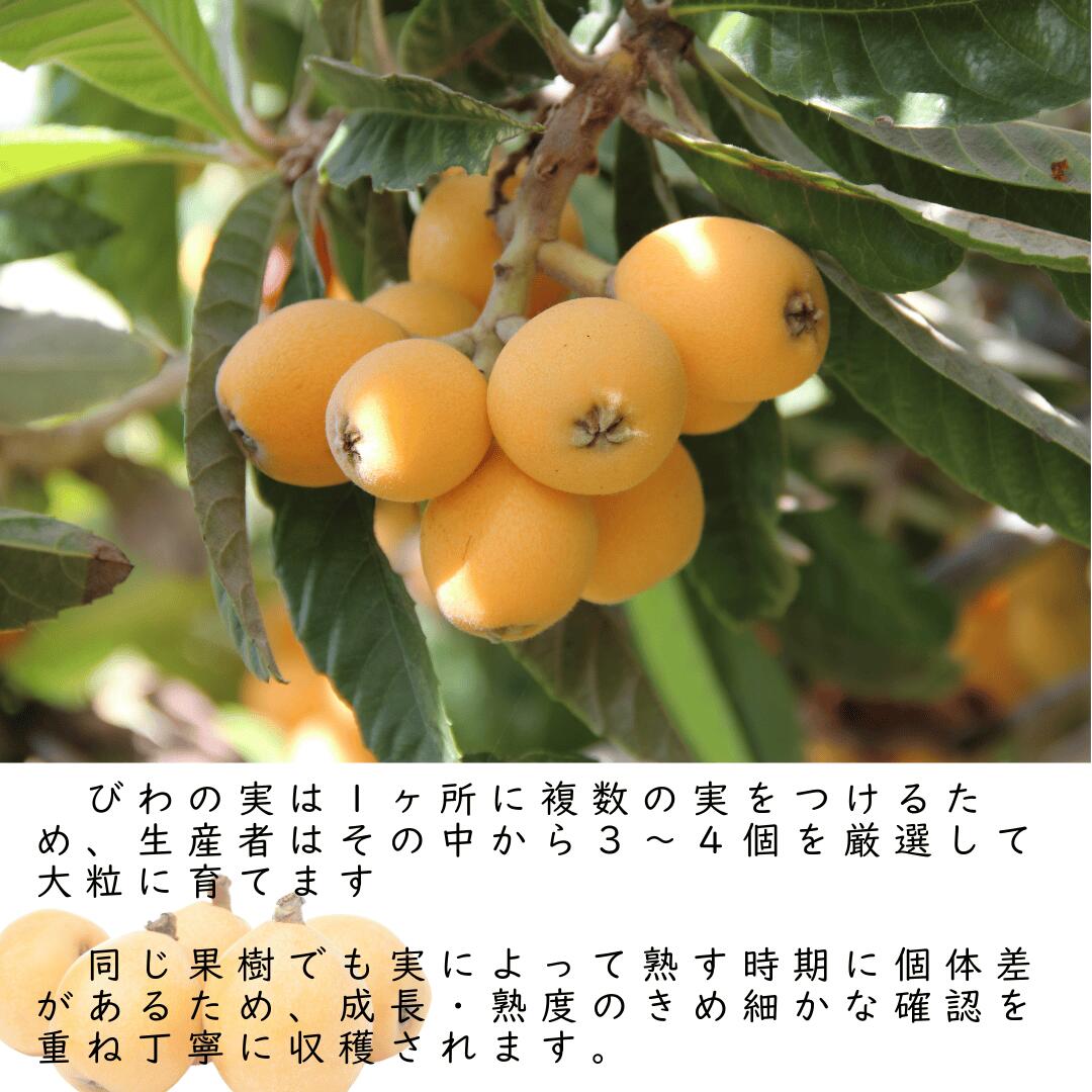 びわについて