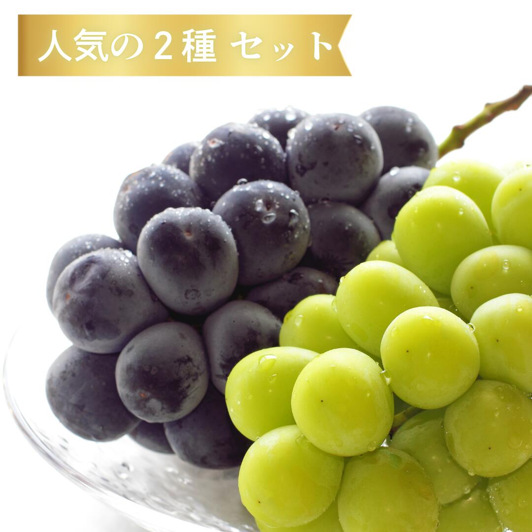 ピオーネ シャイン 2