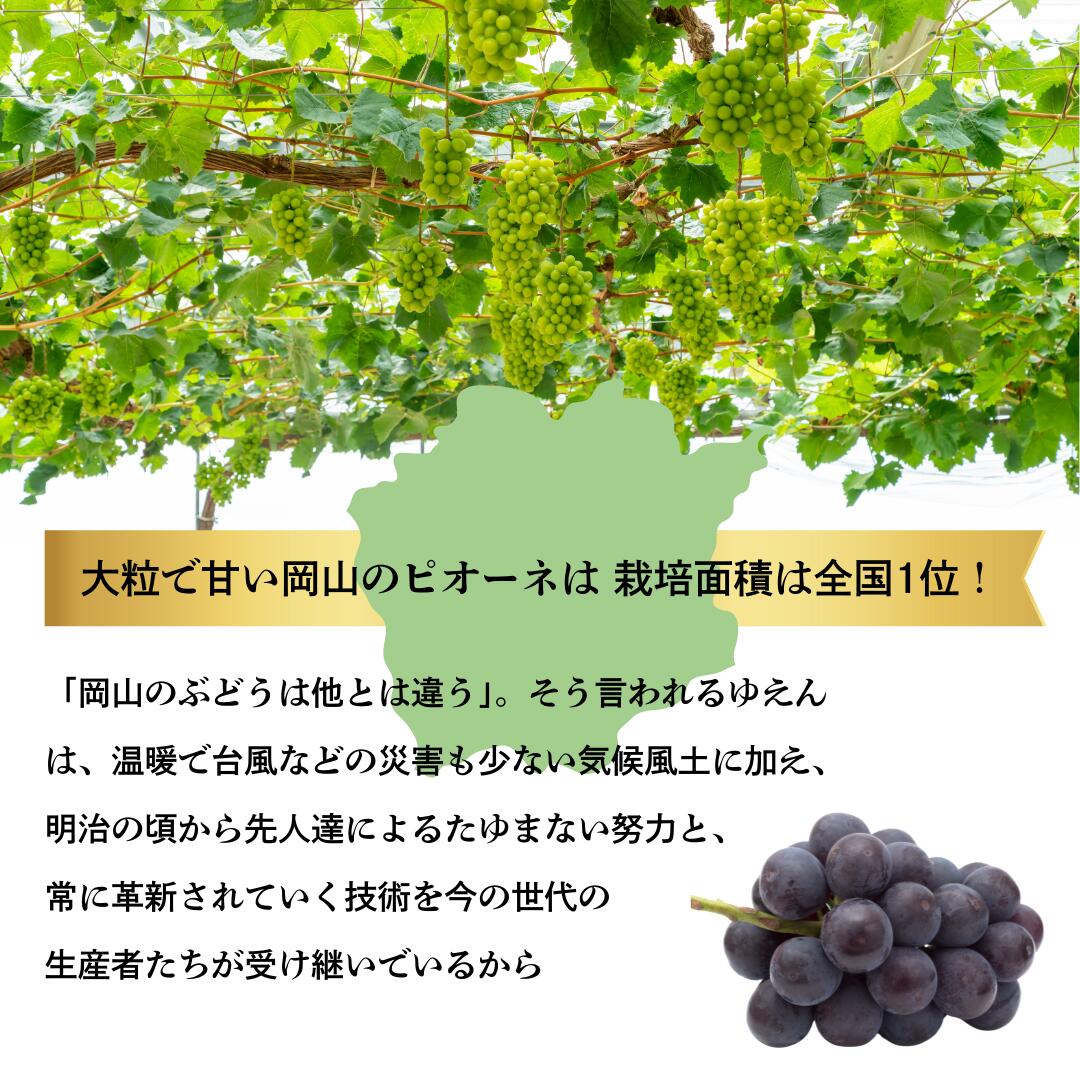 ピオーネ シャイン7
