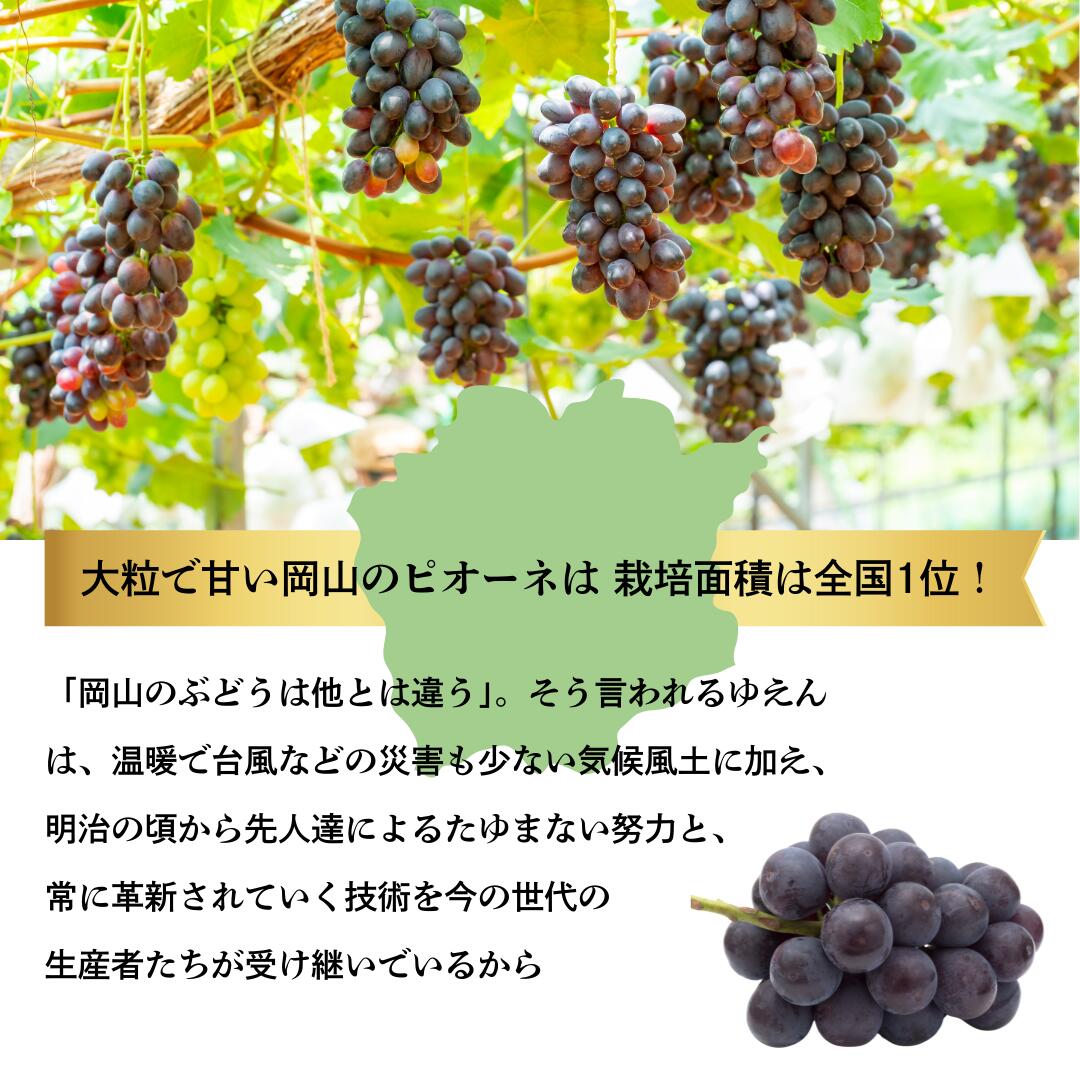 岡山のピオーネ