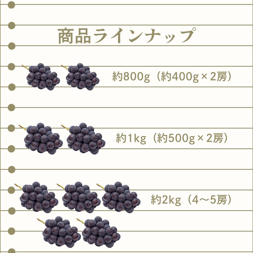 商品ラインナップ