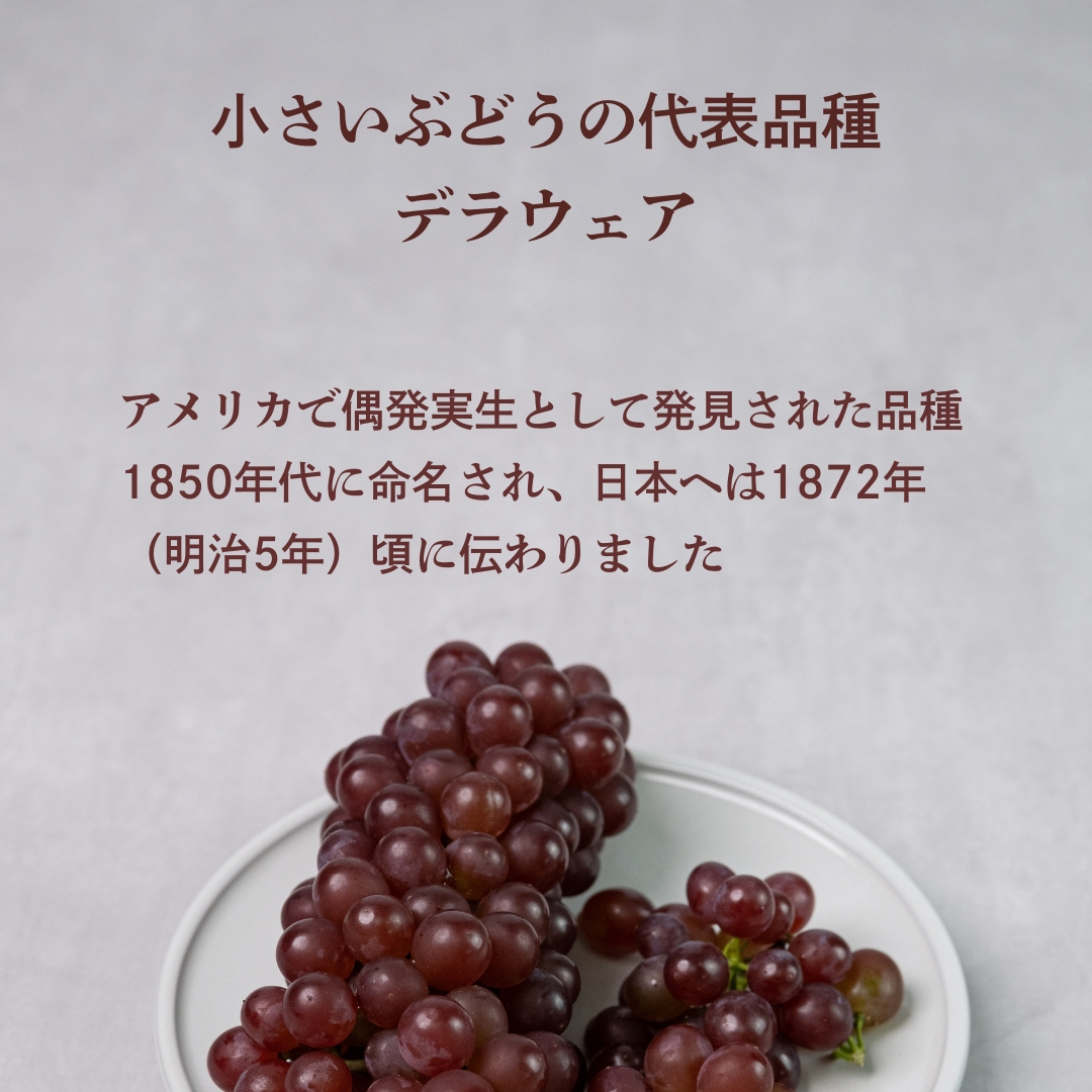 小さいぶどうの代表品種