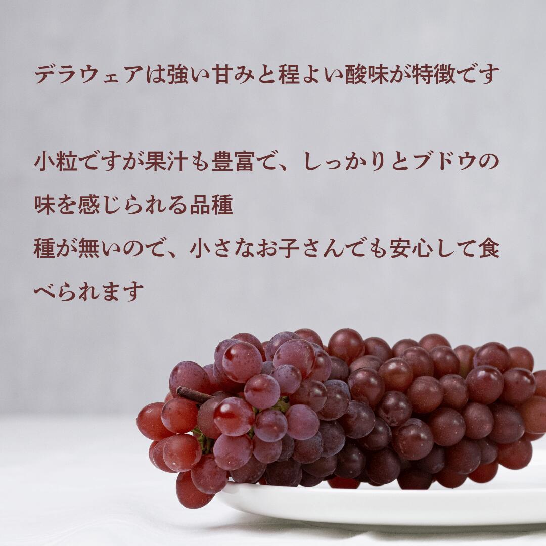 デラウェアの特徴