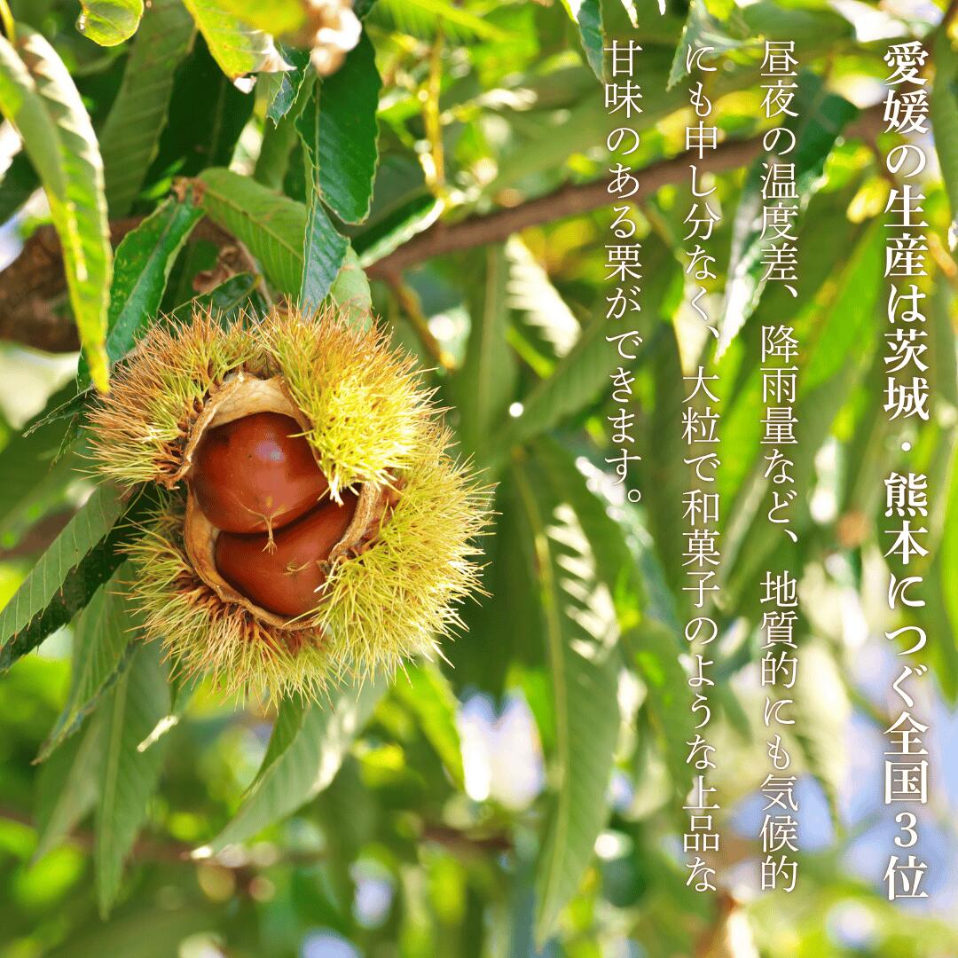 愛媛の栗について