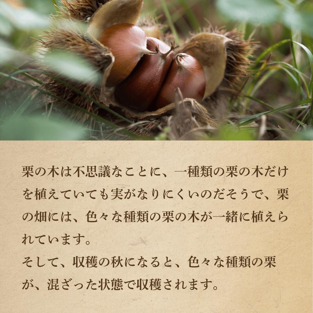 栗の栽培方法
