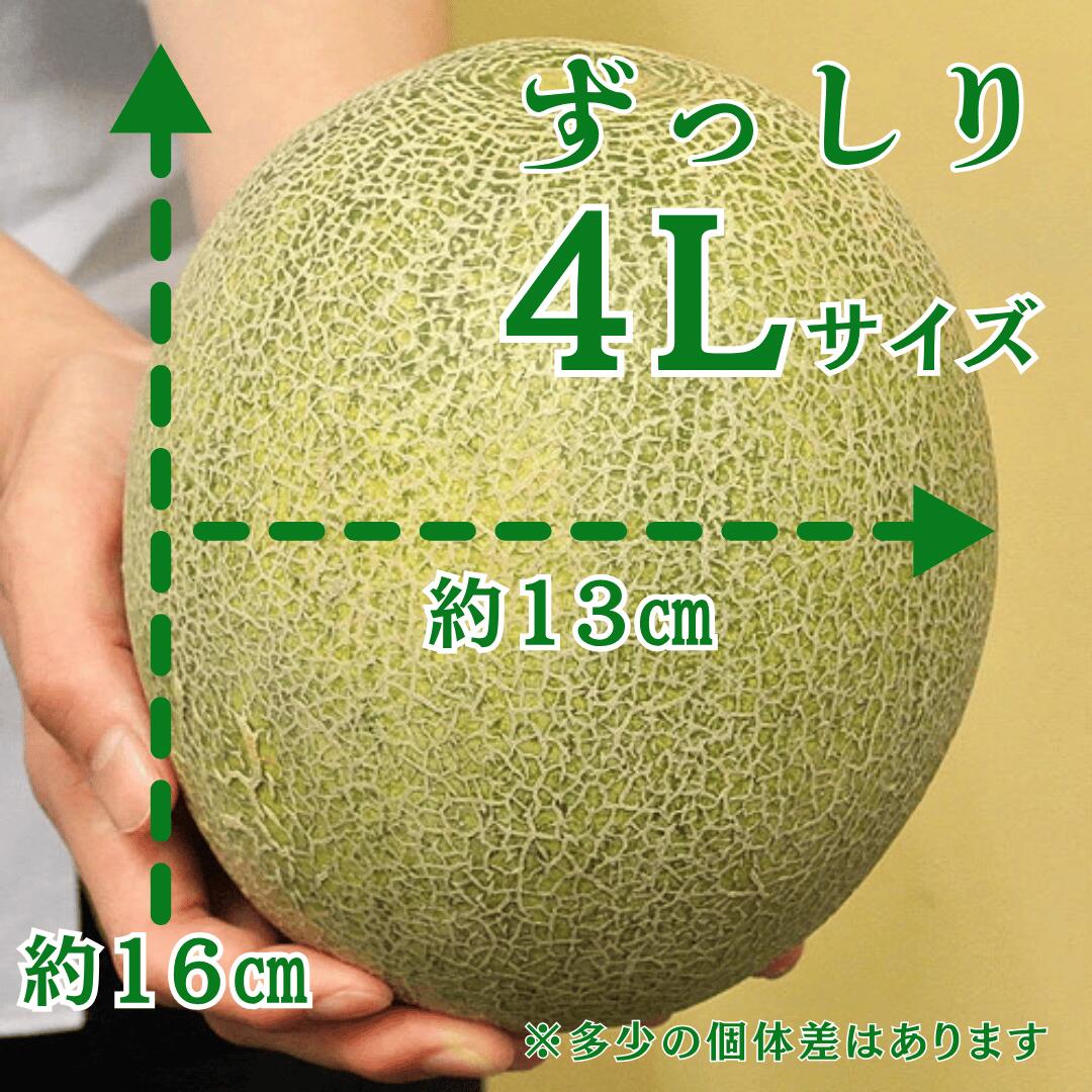 大きさ目安