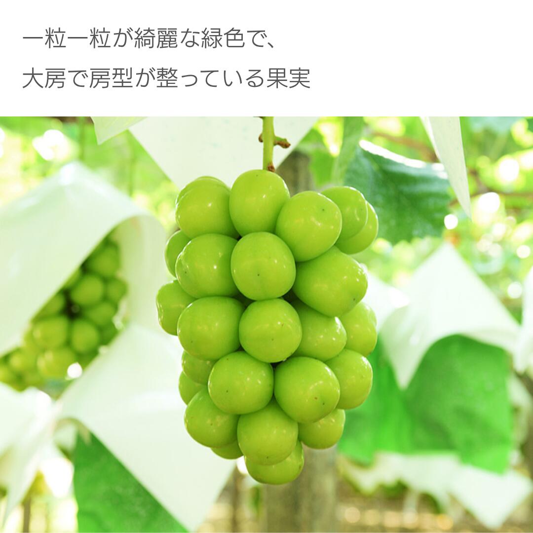 ヒゲ　山梨県産シャインマスカット8キロ　色形ばらつきあり ヒゲ様専用 山梨県産シャインマスカット8キロ 色形ばらつきあり