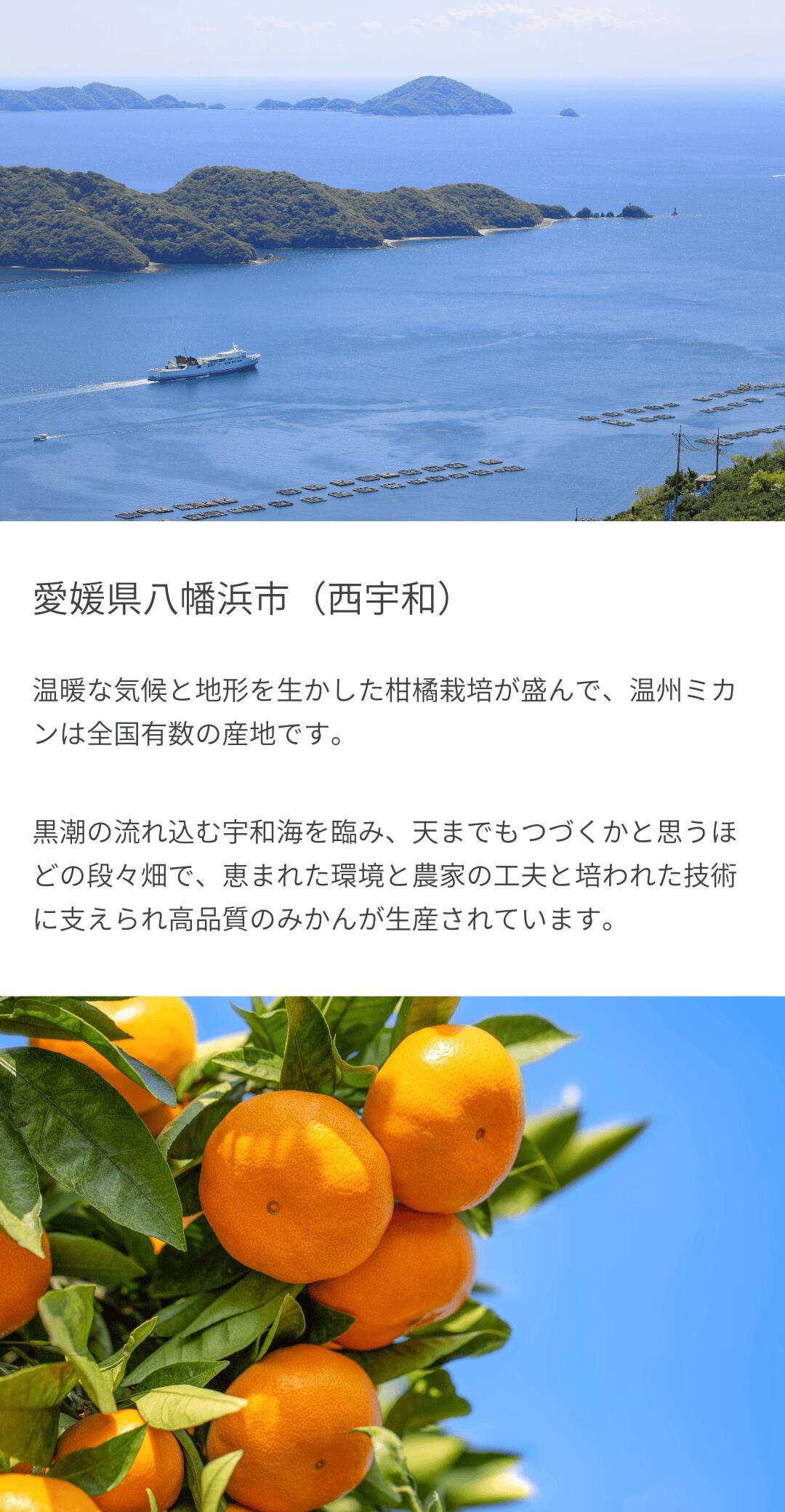 見た目も綺麗で内容量もたっぷり！家庭用にはもちろん、お裾分けや