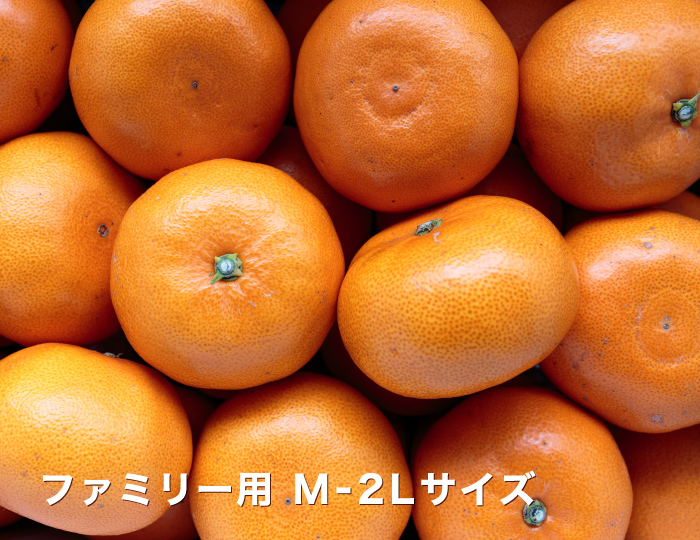 【送料無料】愛媛西宇和産せとか ファミリー用 10キロ(5キロ×2箱)究極の柑橘！みかんの大トロ「ファミリーせとか5×2」