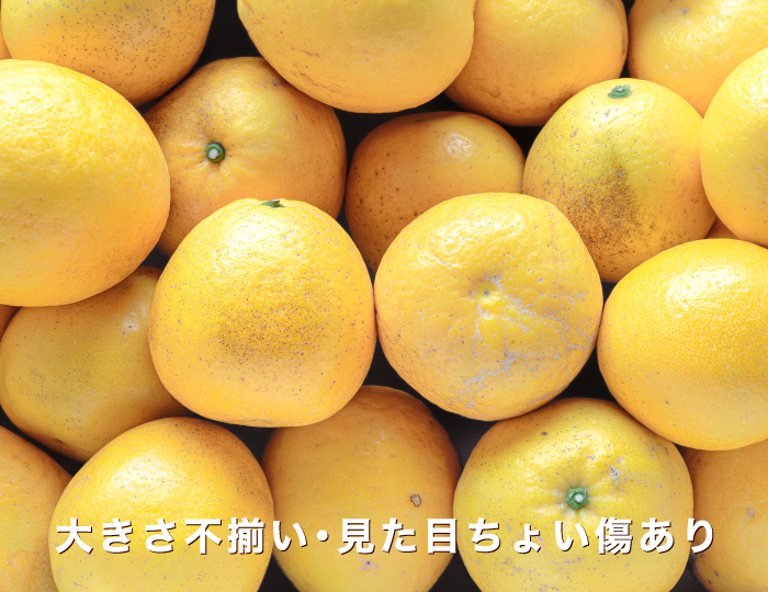 さわやかな柑橘フルーツなら愛媛県産の河内晩柑「ジューシー柑」