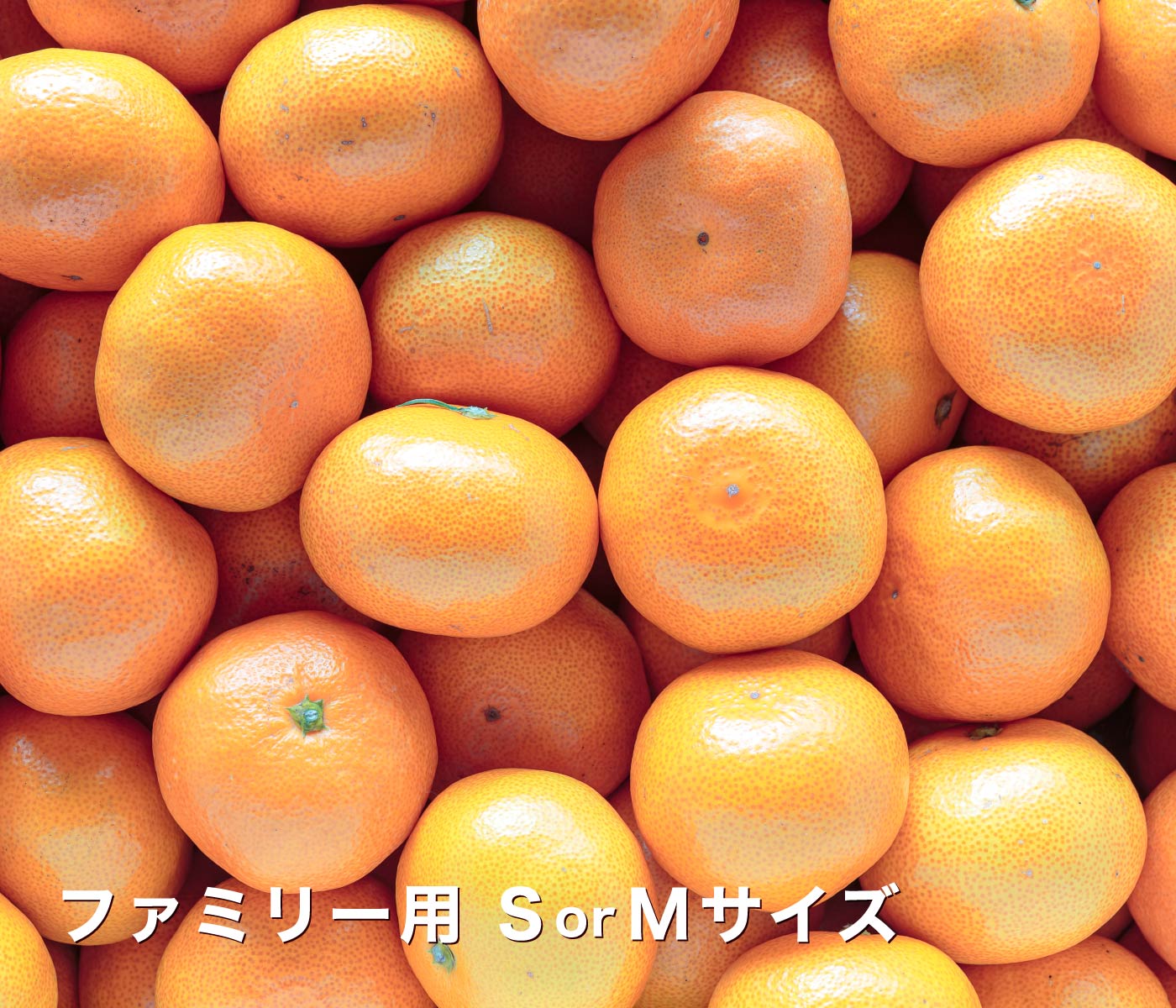 見た目も綺麗で内容量もたっぷり！家庭用にはもちろん、お裾分け