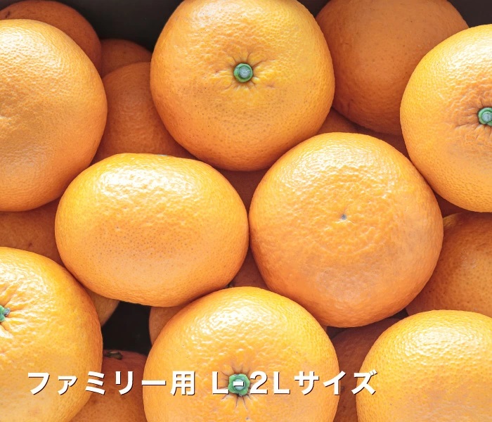 raisin2さま専用 新甘夏 サンフルーツ 4年生 苗木 実つき 楽天市場】【新甘夏】接木苗サンフルーツ・シンアマナツ[果樹