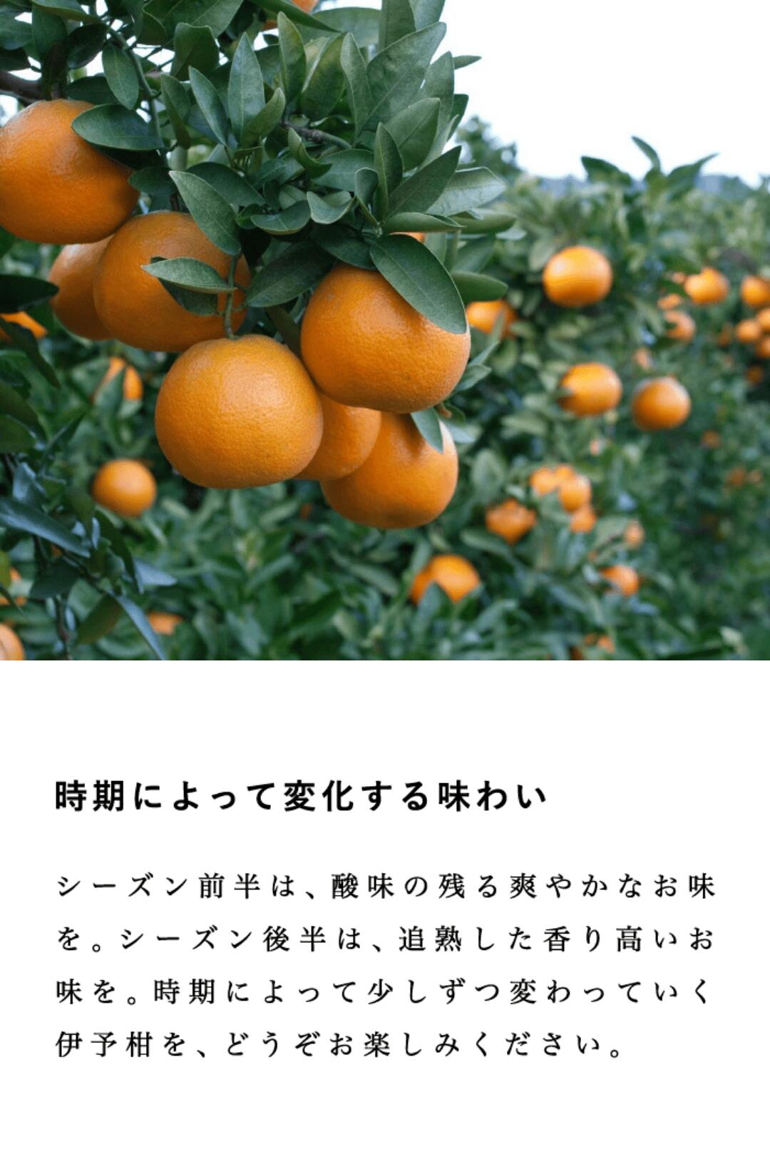 時期によって変わる味わい