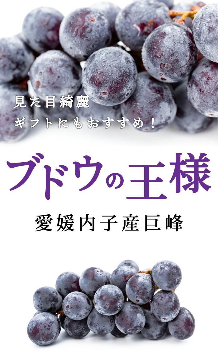 愛媛県内子産巨峰