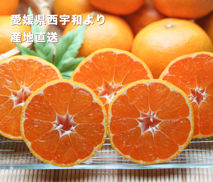愛媛西宇和みかんの中でも一番人気！お得な訳あり品はご自宅用に