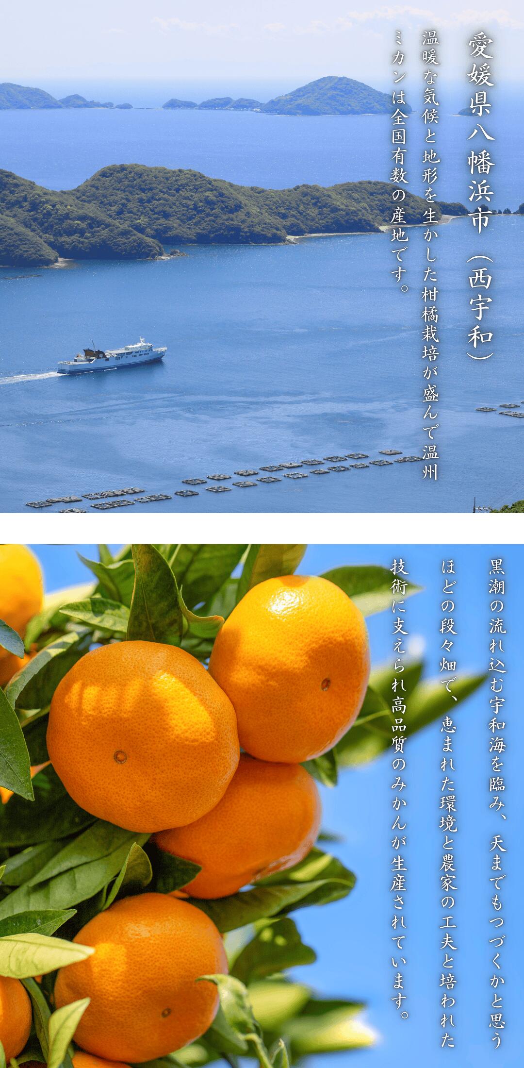 愛媛県産　甘平　9kg農家直送 2月発送【濃厚な極あま】「甘平」4キロ ご家庭用：愛媛県産のみかん