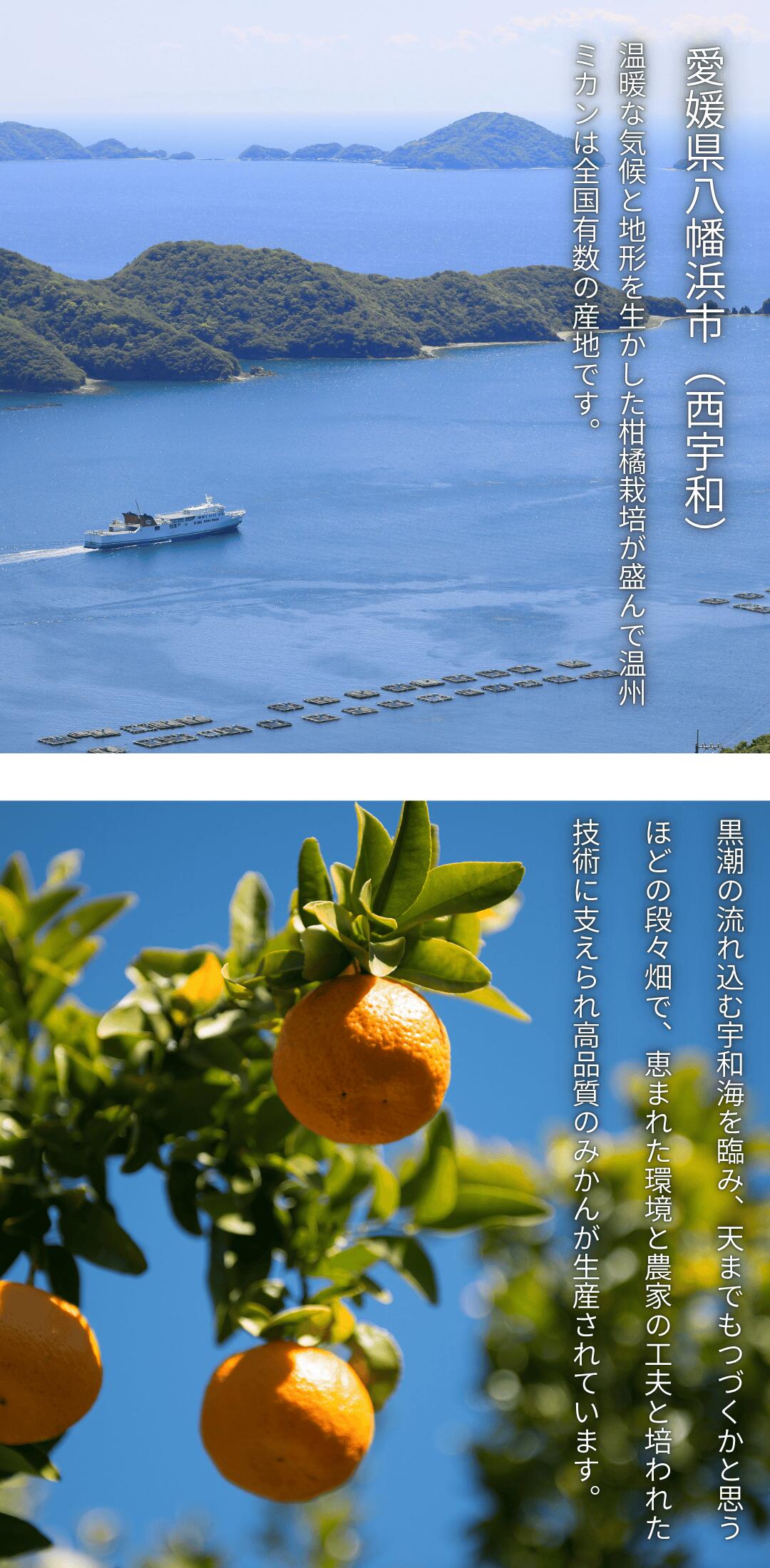 柑橘王国・愛媛県から産地直送！豊かな香りとしっかりとした甘みが特徴