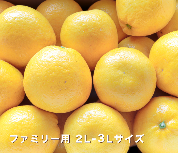 ファミリー用イメージ