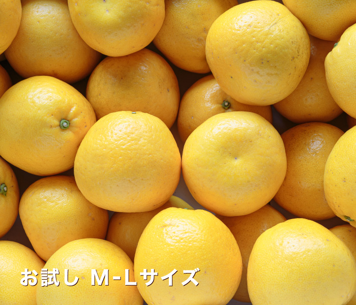 お試しイメージ