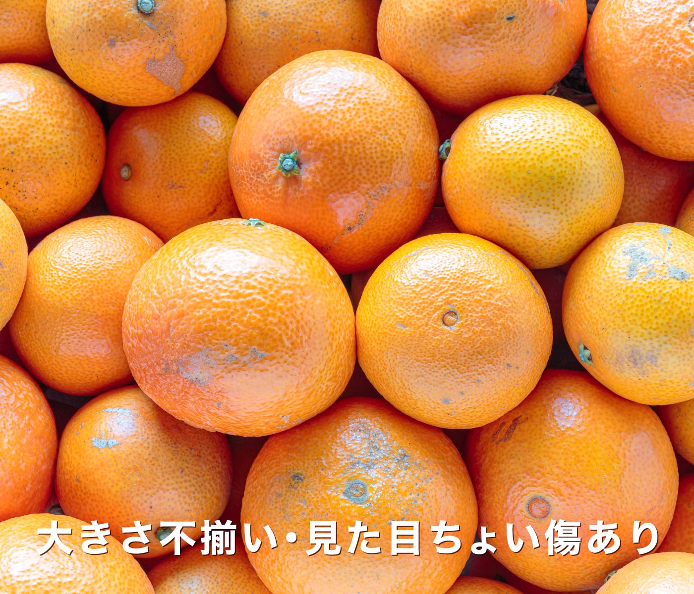 愛媛みかんに次ぐ人気品種・まどんなのお得な訳あり品が登場！【訳あり