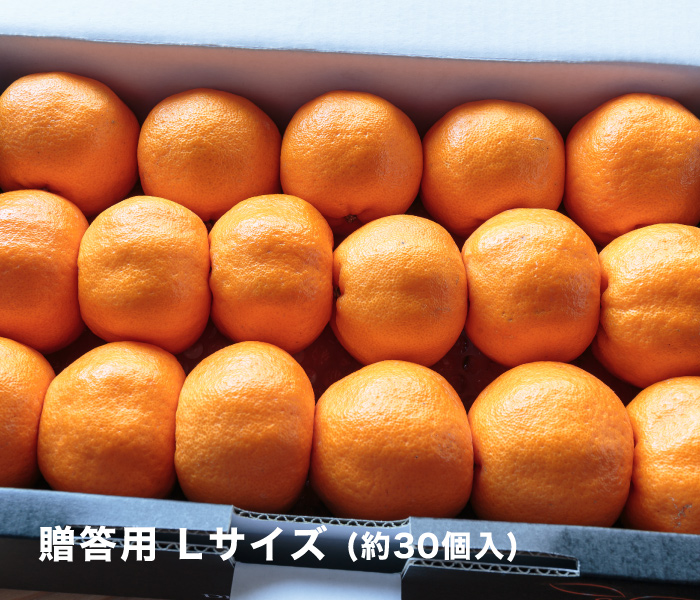 ファミリーポンカン