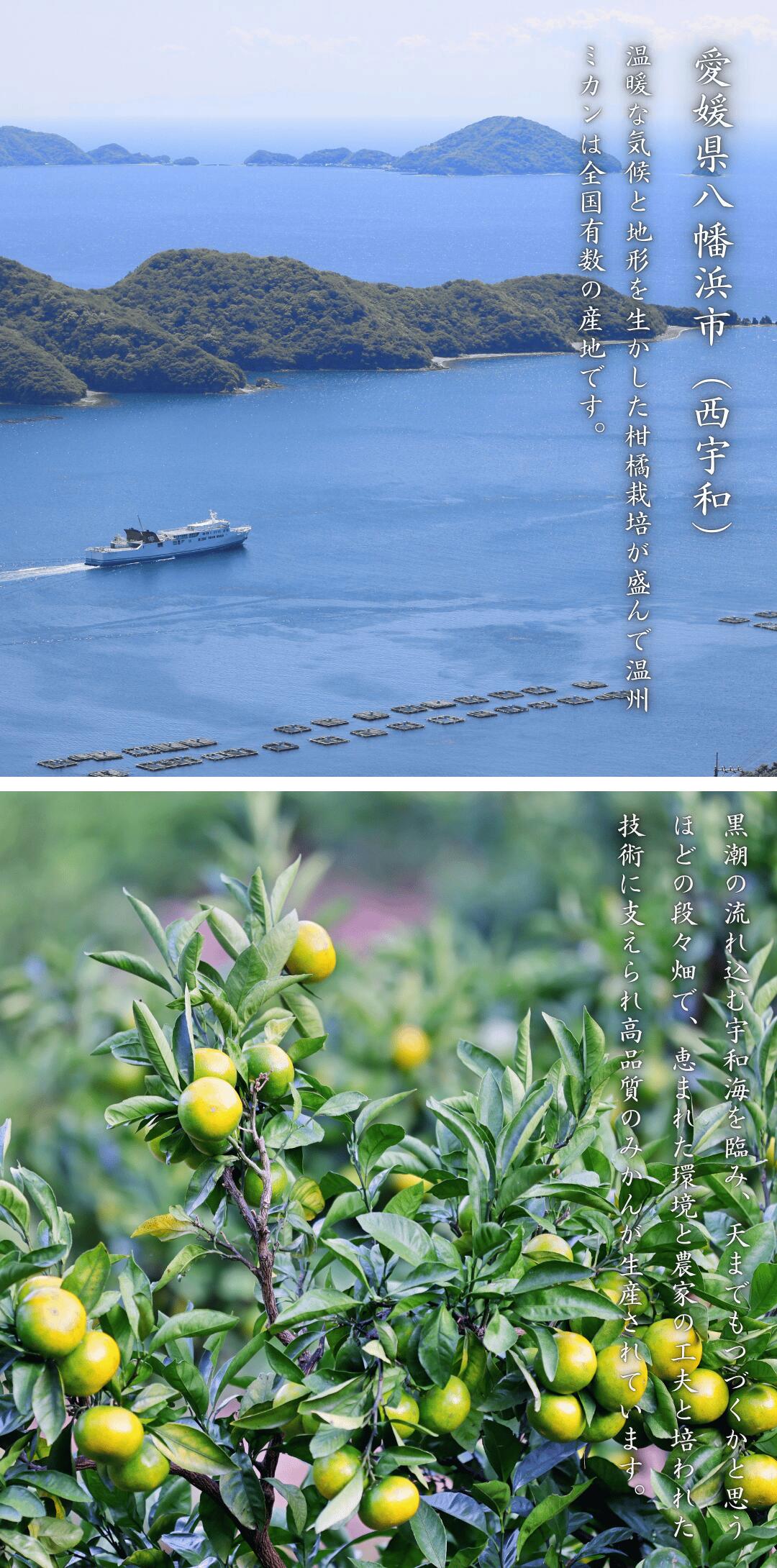 色づく前の青い状態で収穫した愛媛みかん。香りがよく甘酸っぱい味わい