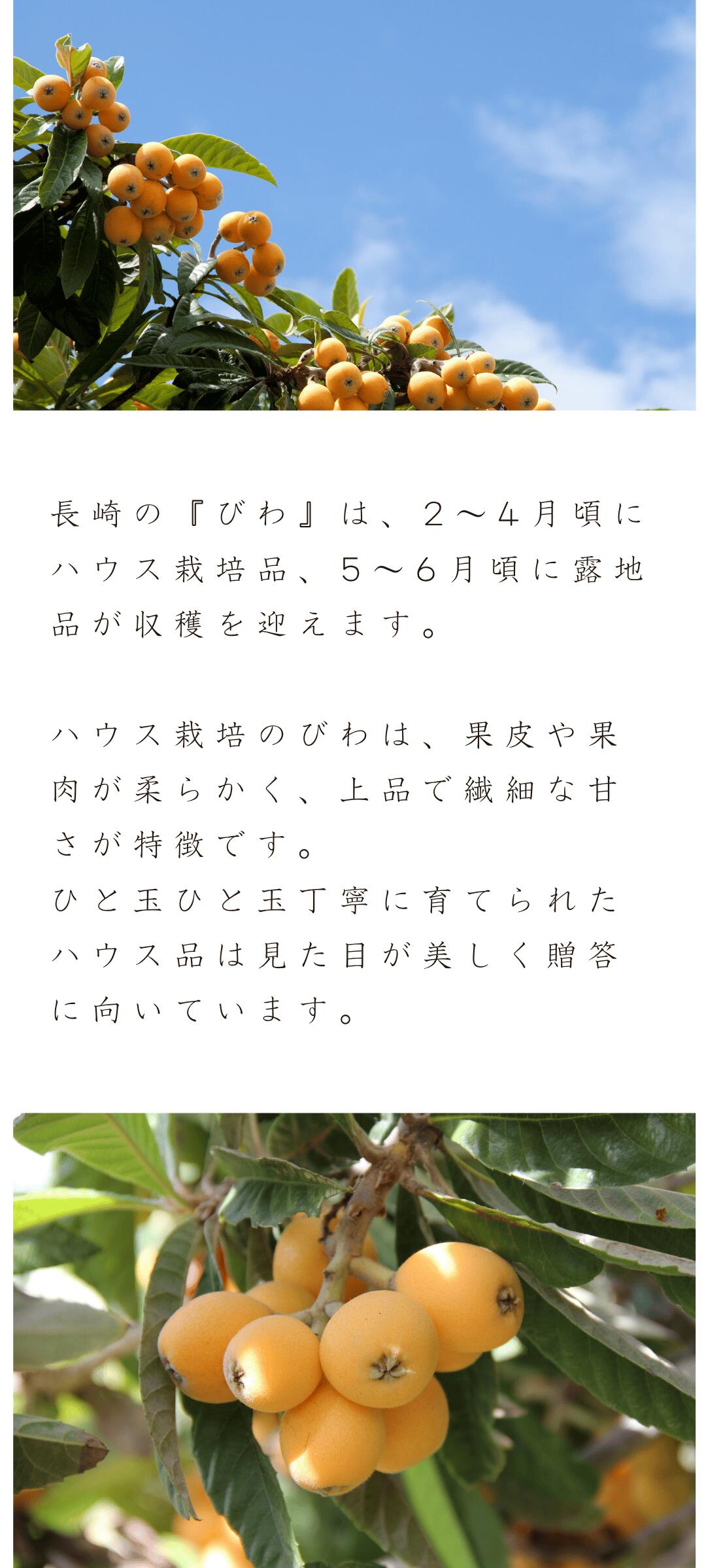 びわの出荷時期