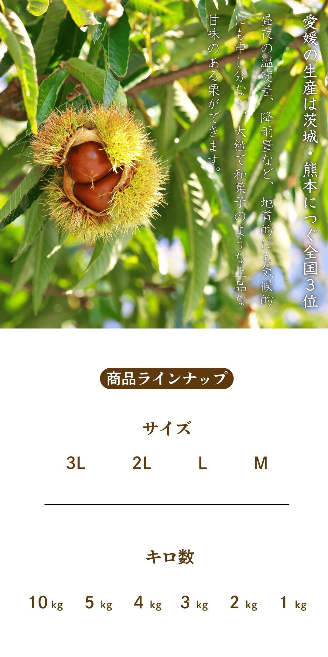 栗のシーズン本番！見た目・味ともに質の良い国産の中生栗を生栗の状態